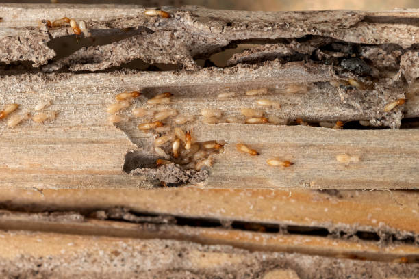 Insect Control in Markesan, WI